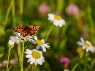 butterfly-3418535_1920